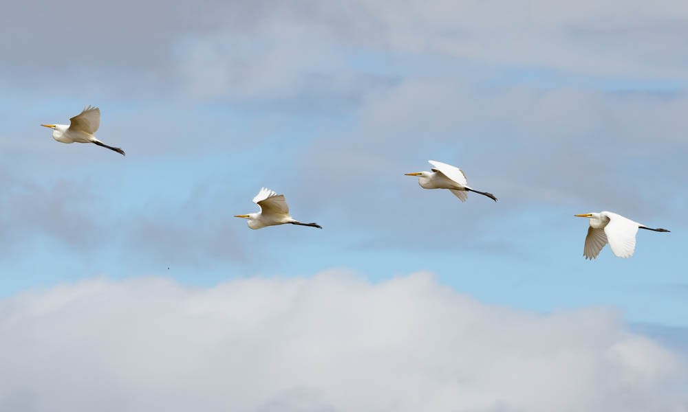 Great Egret - ML640926308