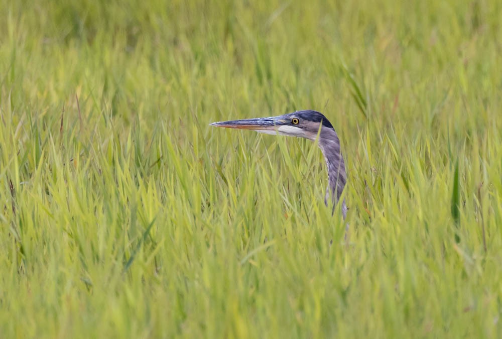 Great Blue Heron - ML640926317