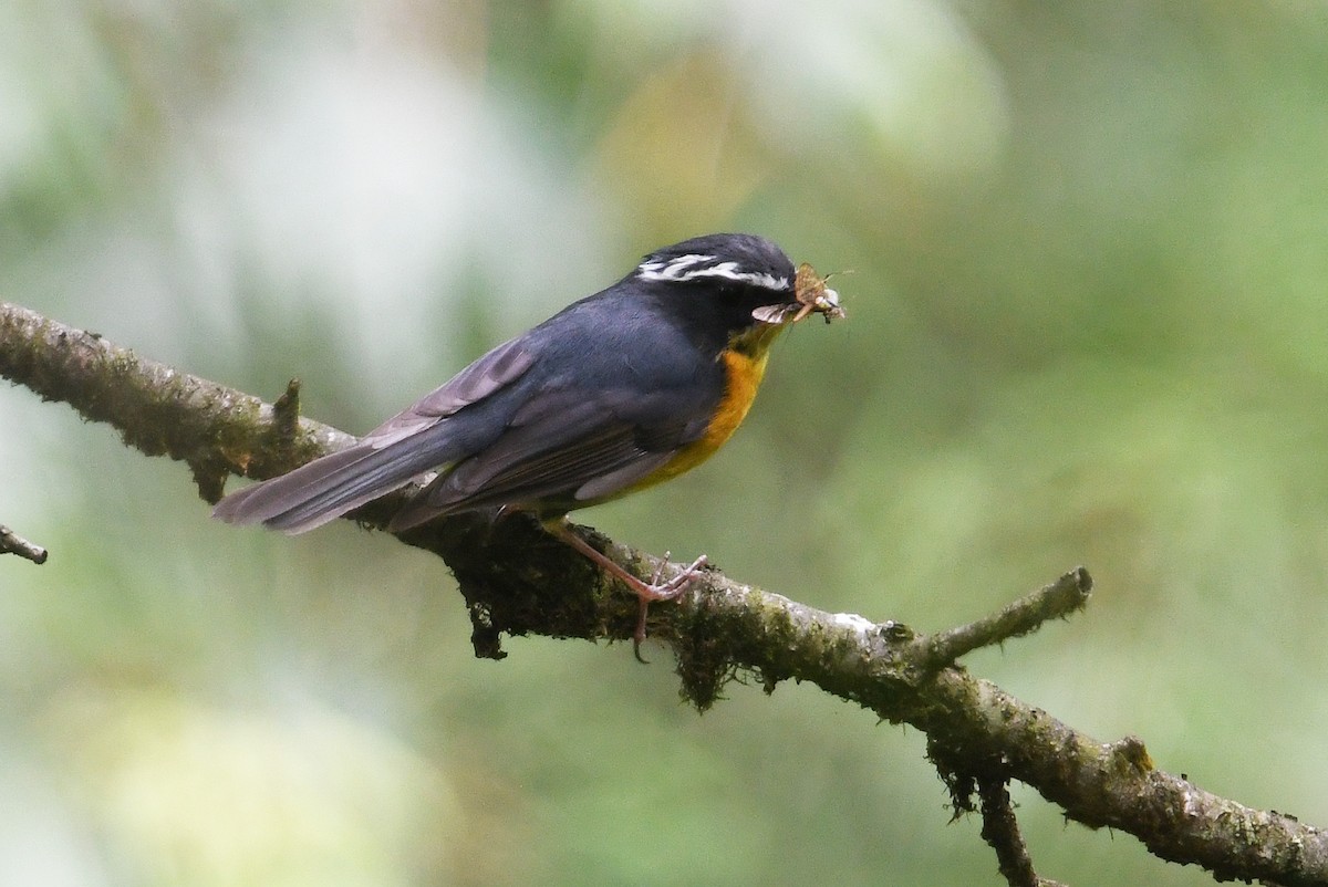 White-browed Bush-Robin - ML640926319