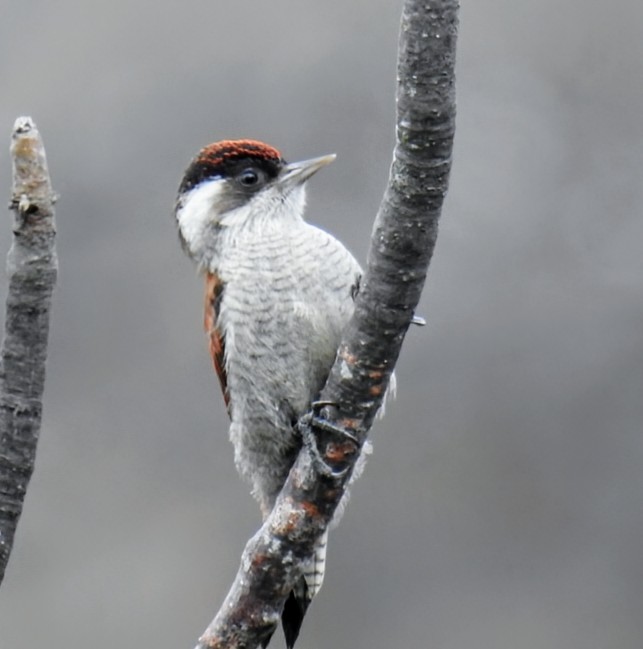 Scarlet-backed Woodpecker - ML640926325