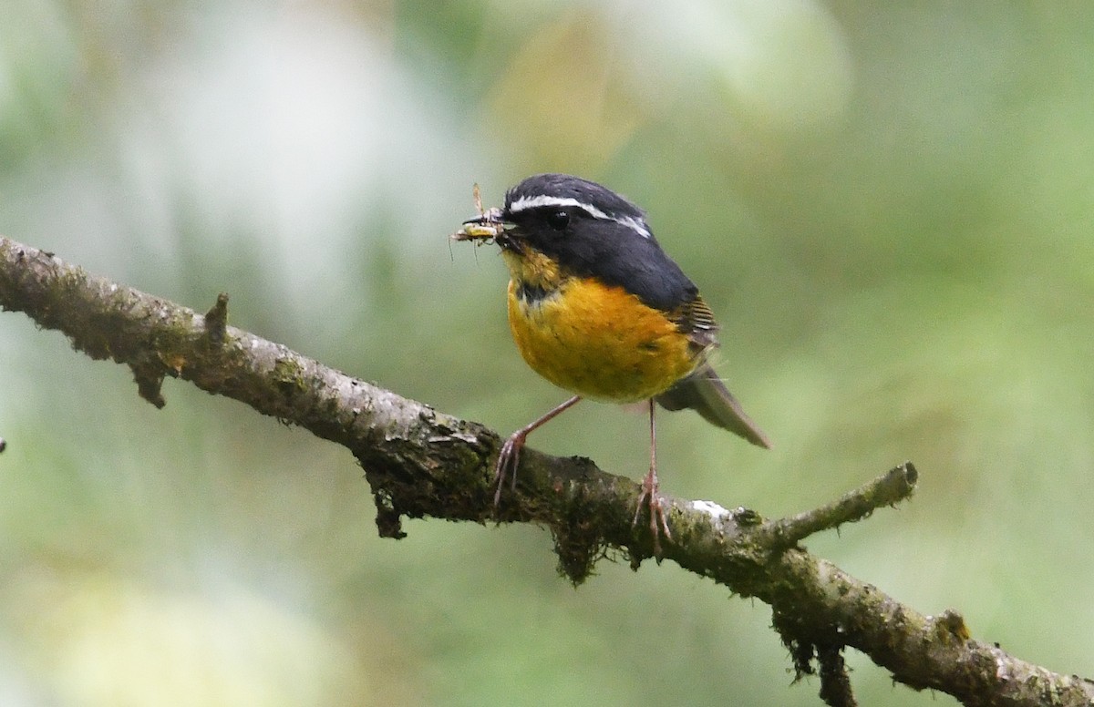White-browed Bush-Robin - ML640926326