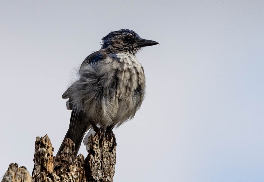 California Scrub-Jay - ML640926330