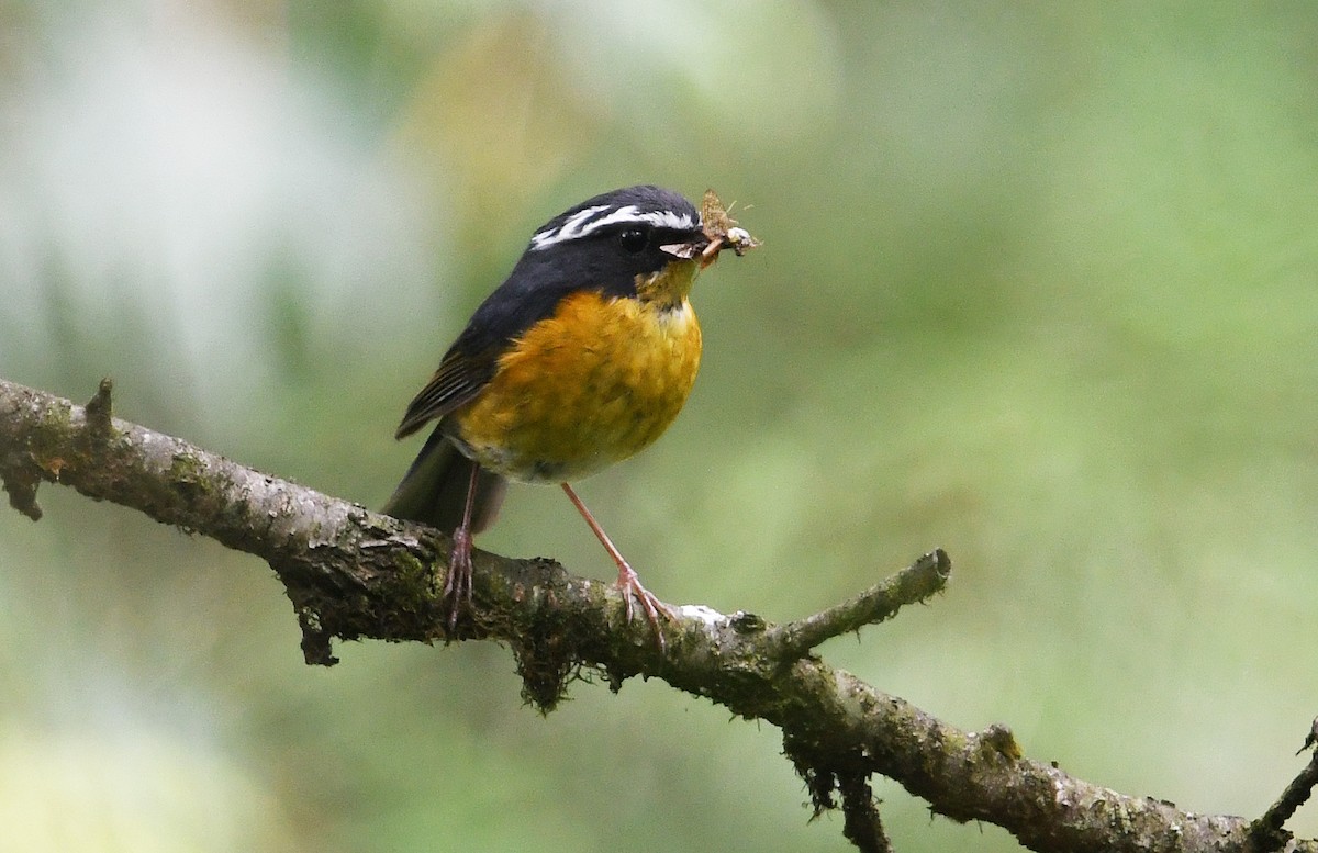 White-browed Bush-Robin - ML640926338