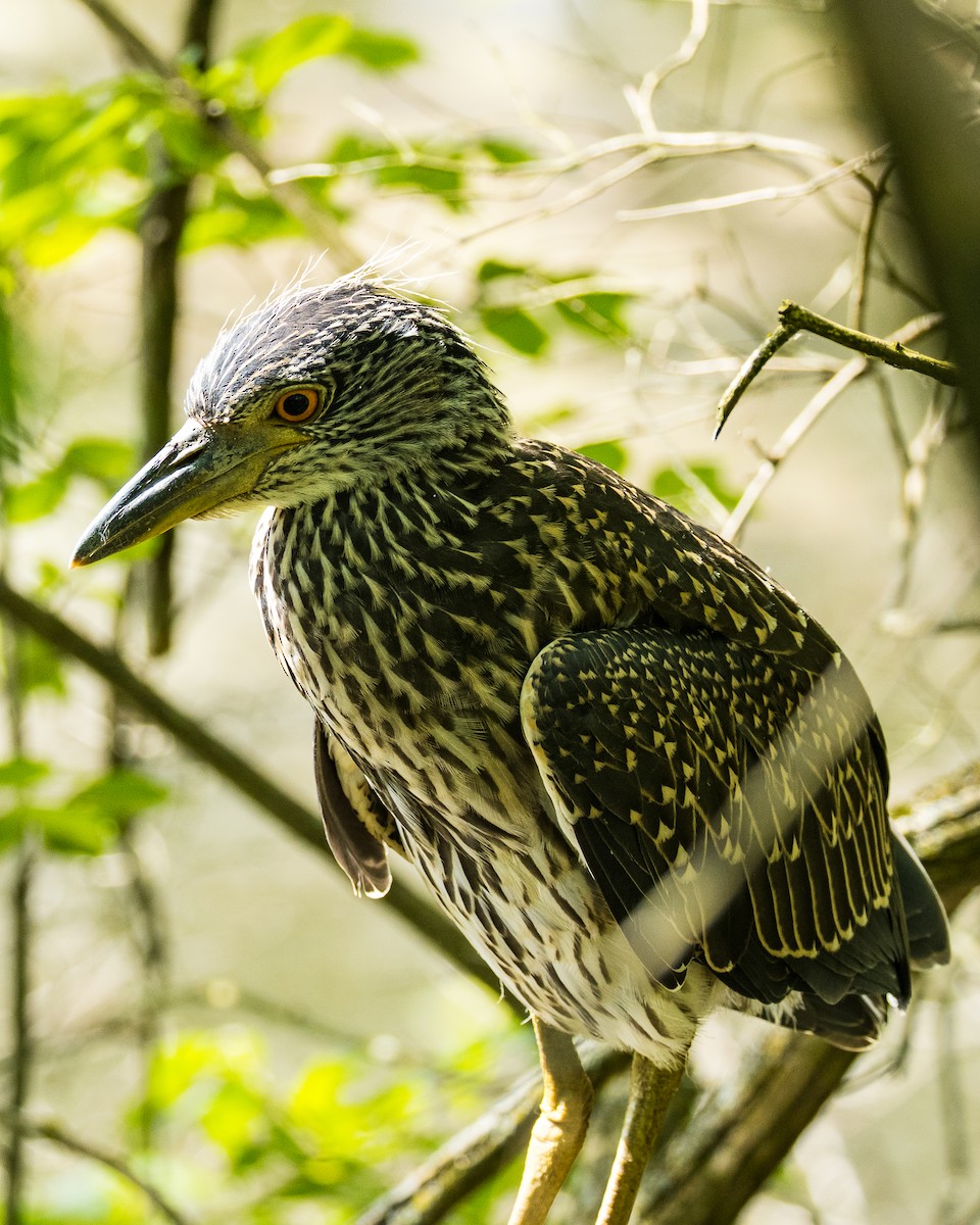 Yellow-crowned Night Heron - ML640926371