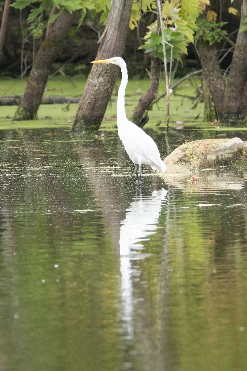 Great Egret - ML640926425