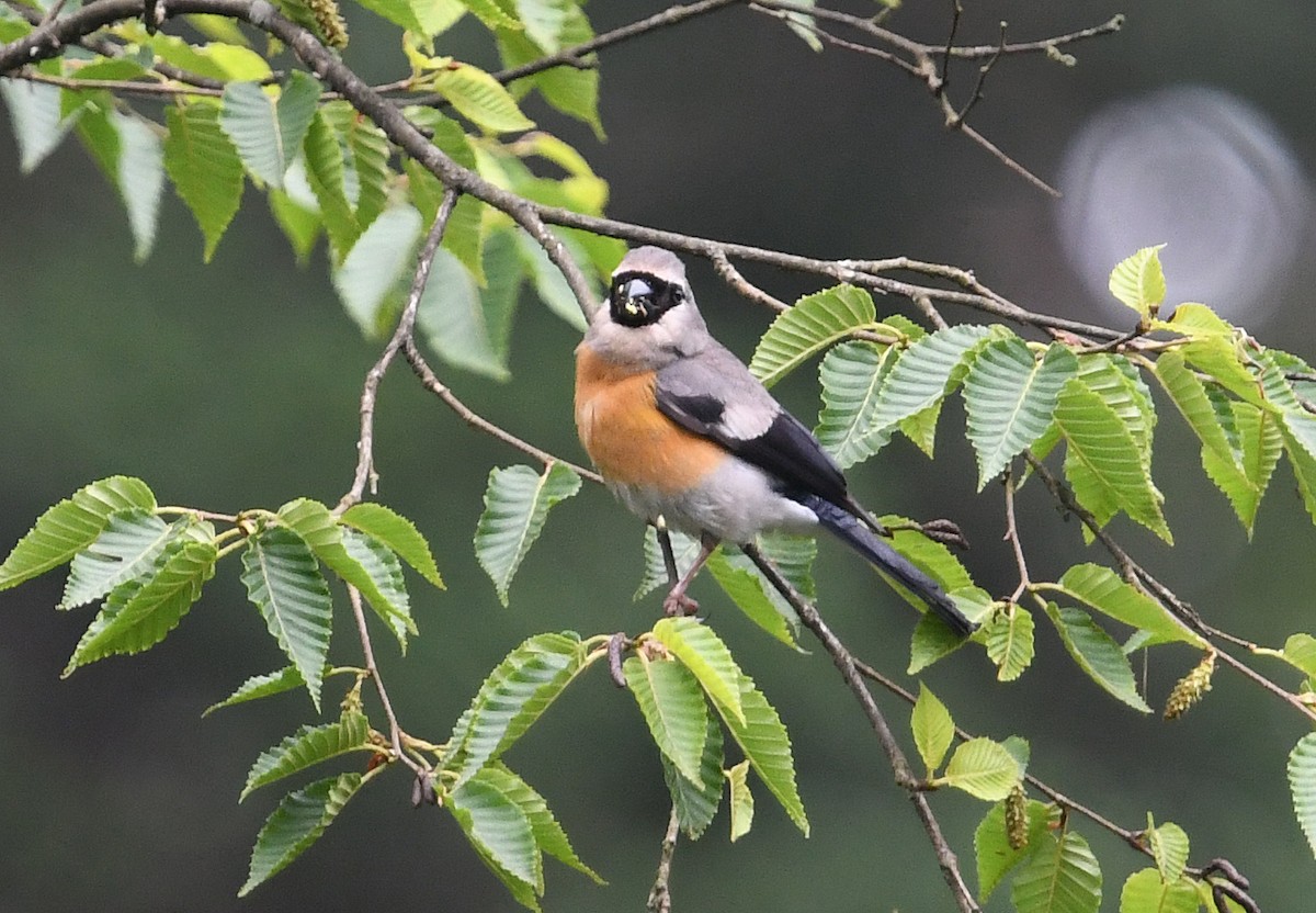 Camachuelo Cabecigrís - ML640926427