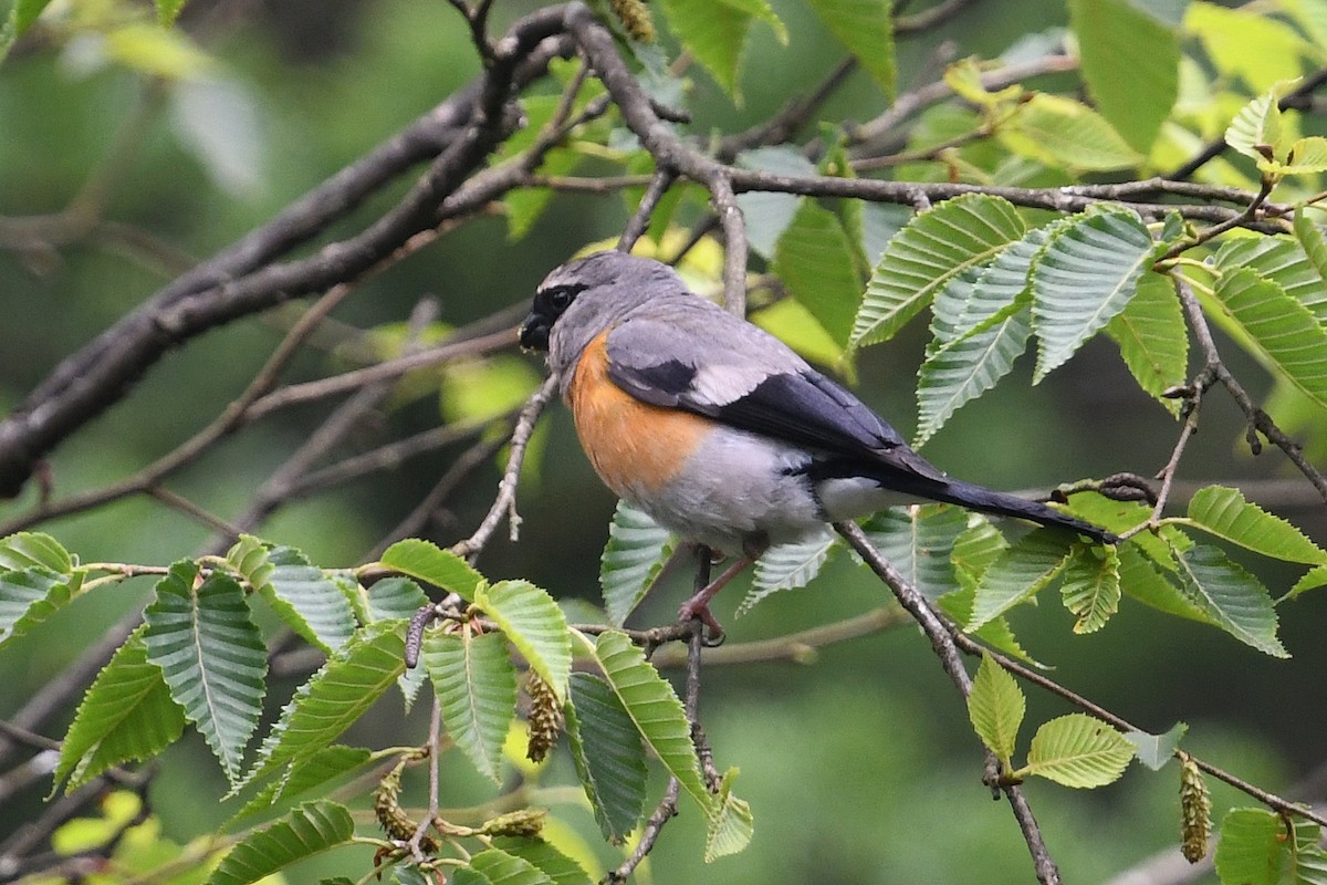 Camachuelo Cabecigrís - ML640926432