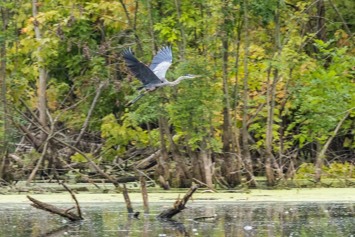 Great Blue Heron - ML640926433