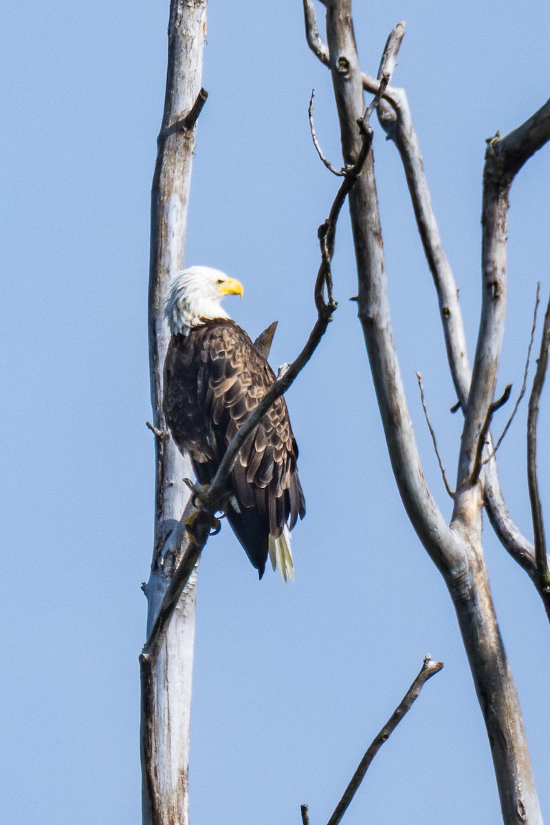 Bald Eagle - ML640926440