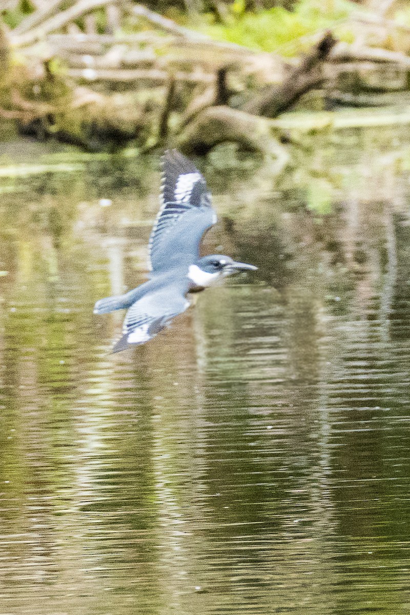 Belted Kingfisher - ML640926442