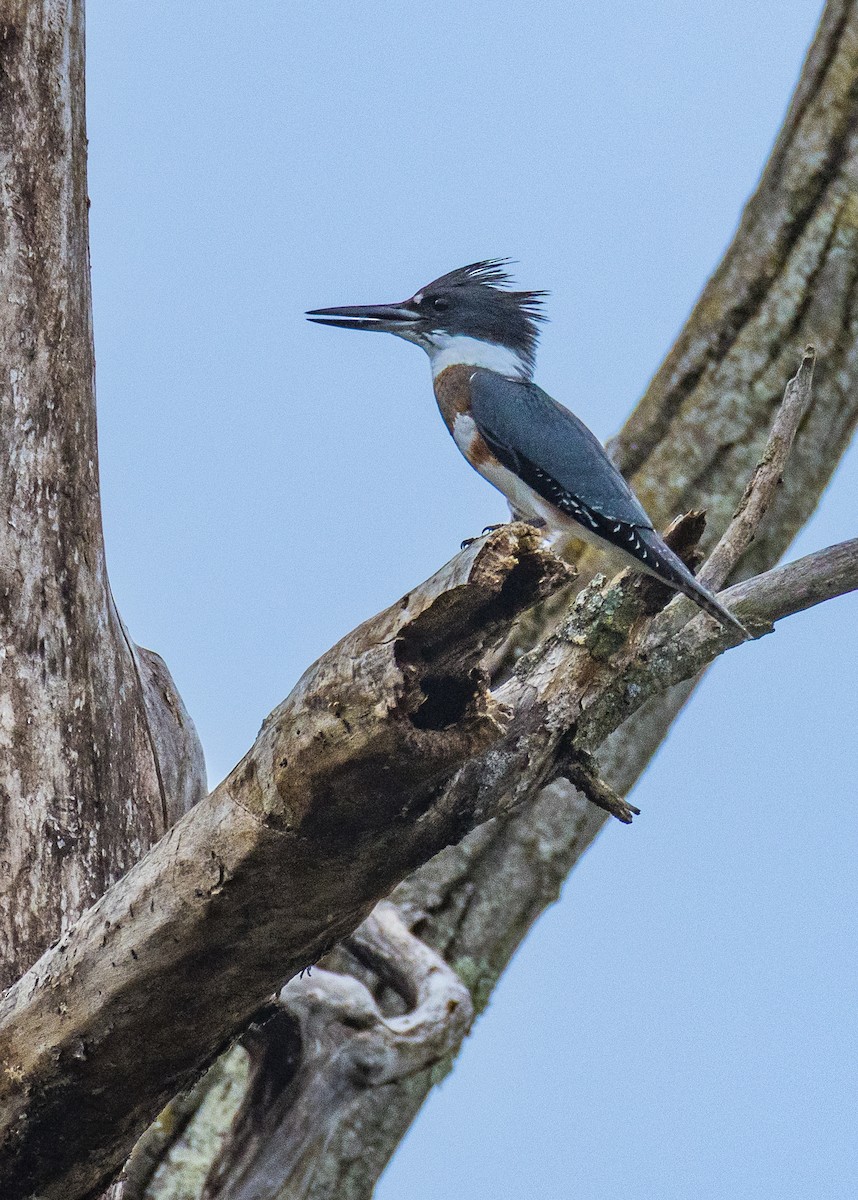 Belted Kingfisher - ML640926443