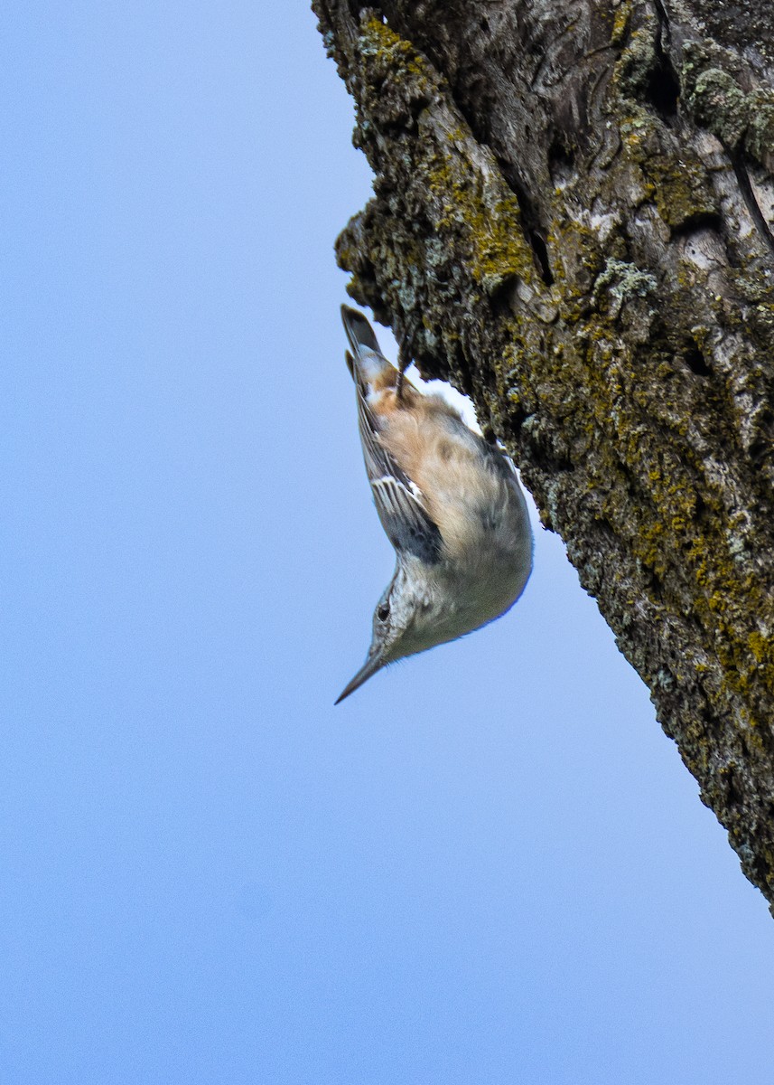 White-breasted Nuthatch - ML640926454