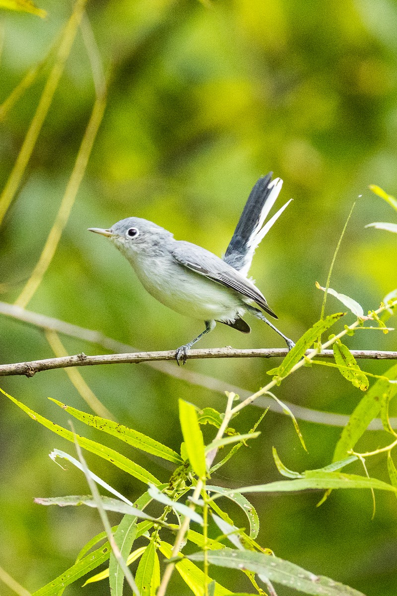 Blue-gray Gnatcatcher - ML640926461