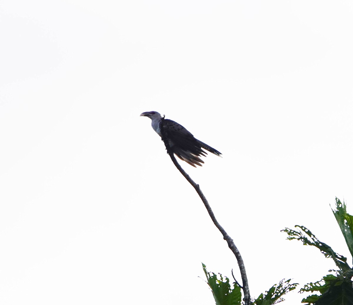 Channel-billed Cuckoo - ML640926468