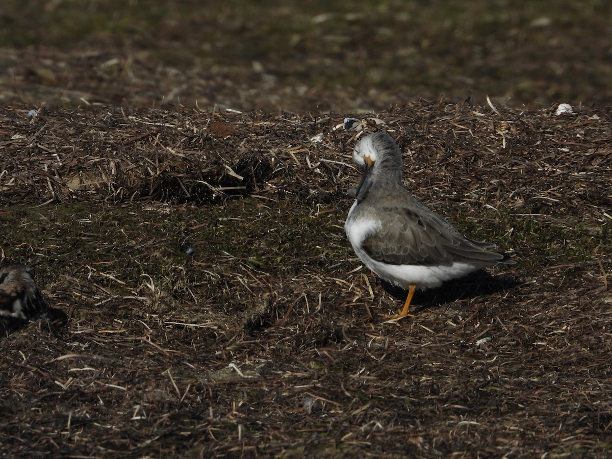 Матигар хөгчүү - ML640926472