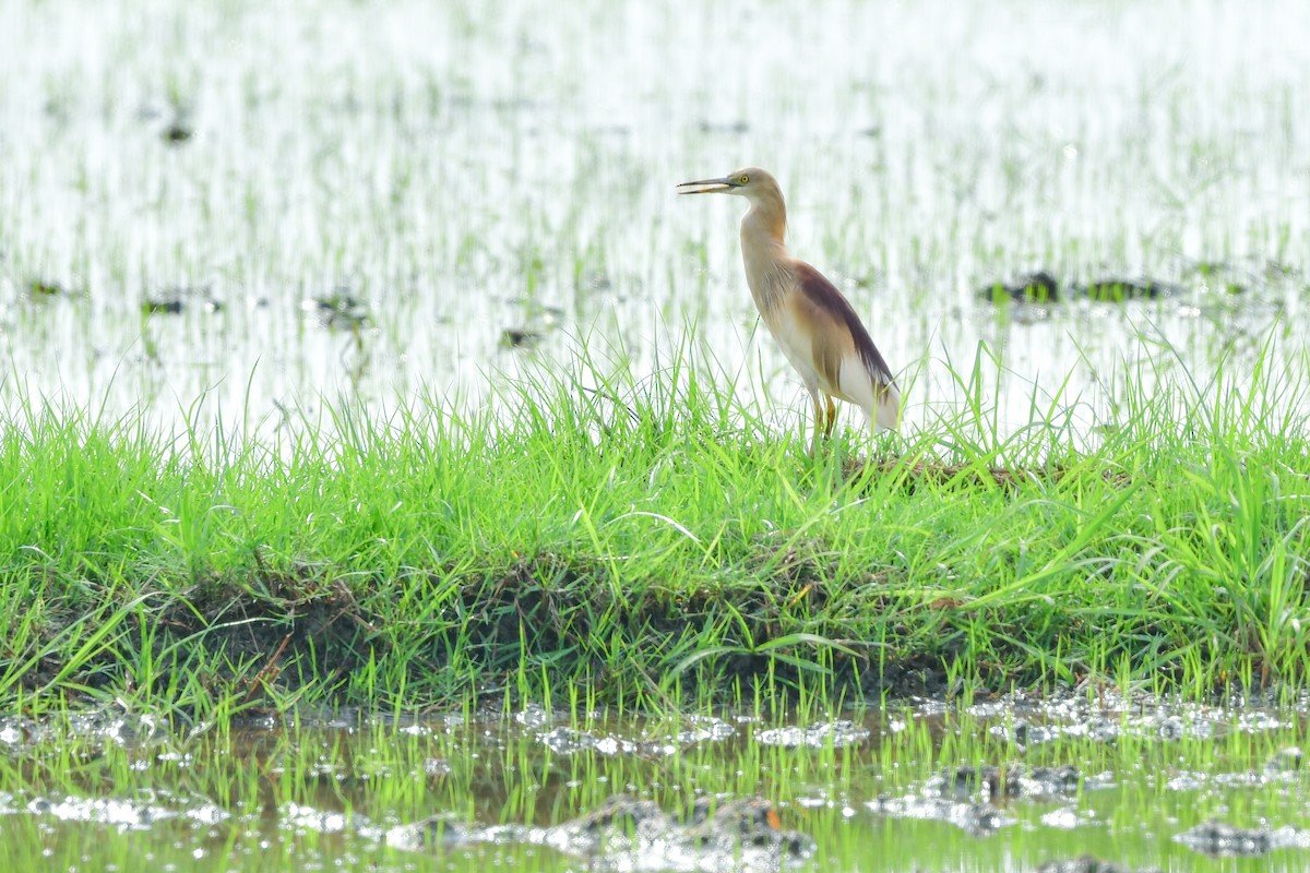 mangrovehegre - ML640926502