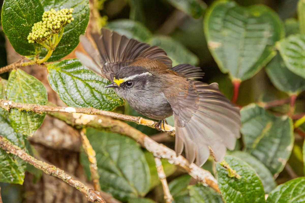 Crowned Chat-Tyrant - ML640926539