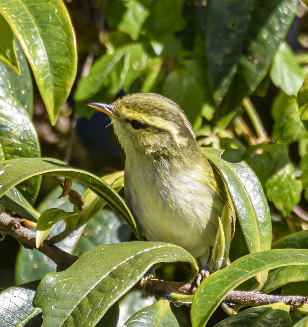 Buff-barred Warbler - ML640926571