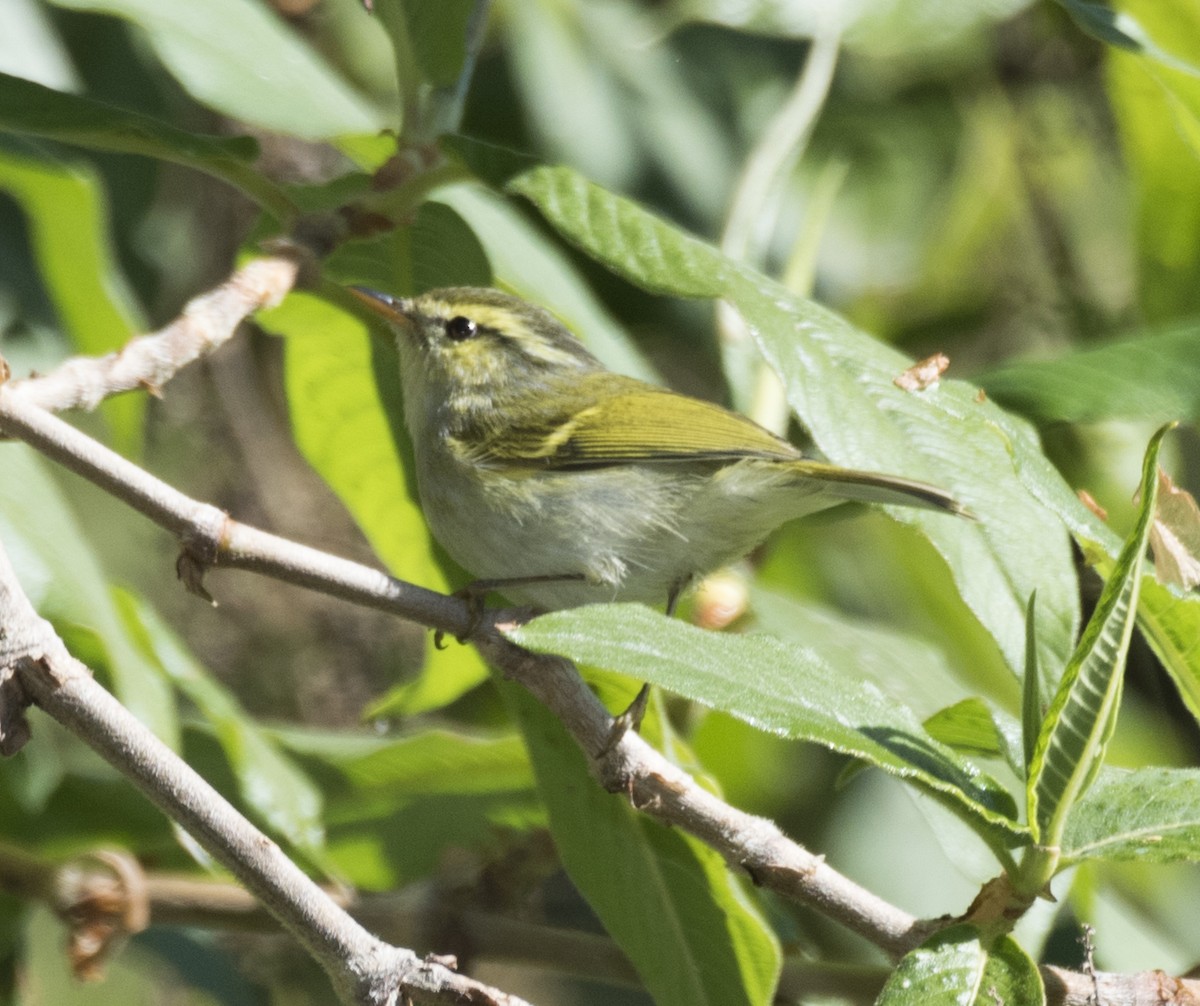 Buff-barred Warbler - ML640926572