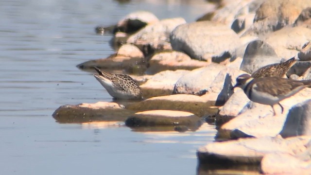 Stilt Sandpiper - ML640926573