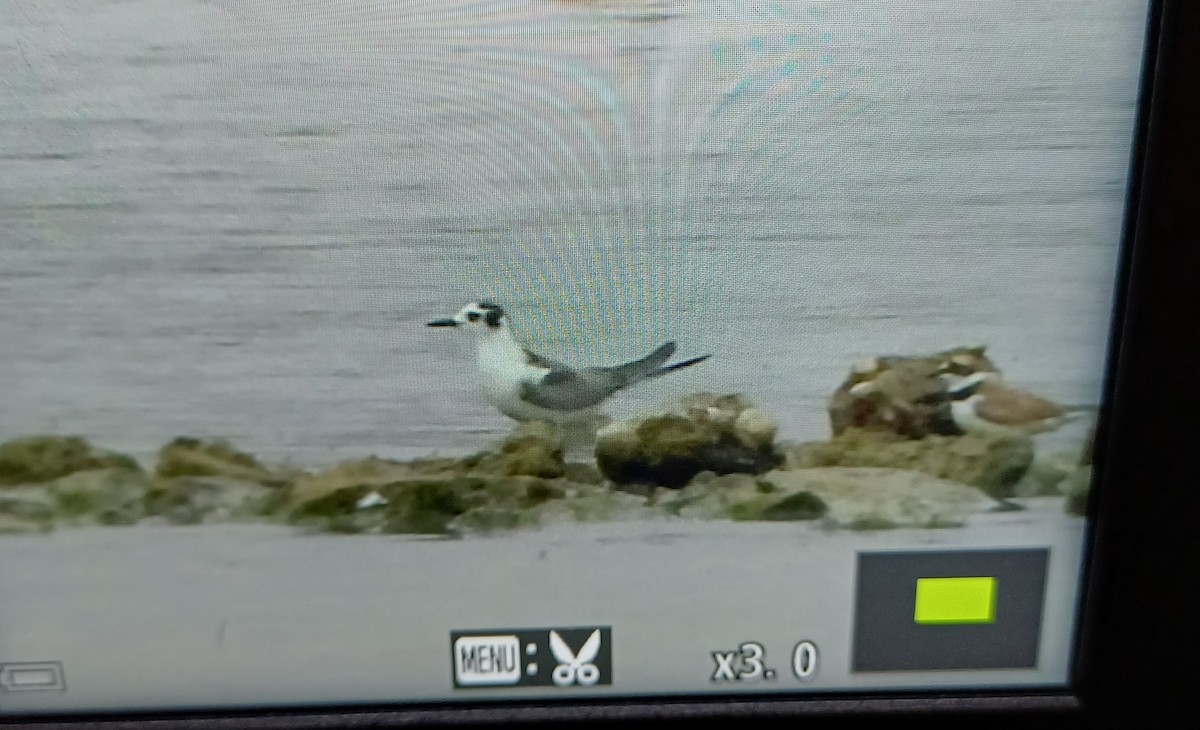 White-winged Tern - ML640926592