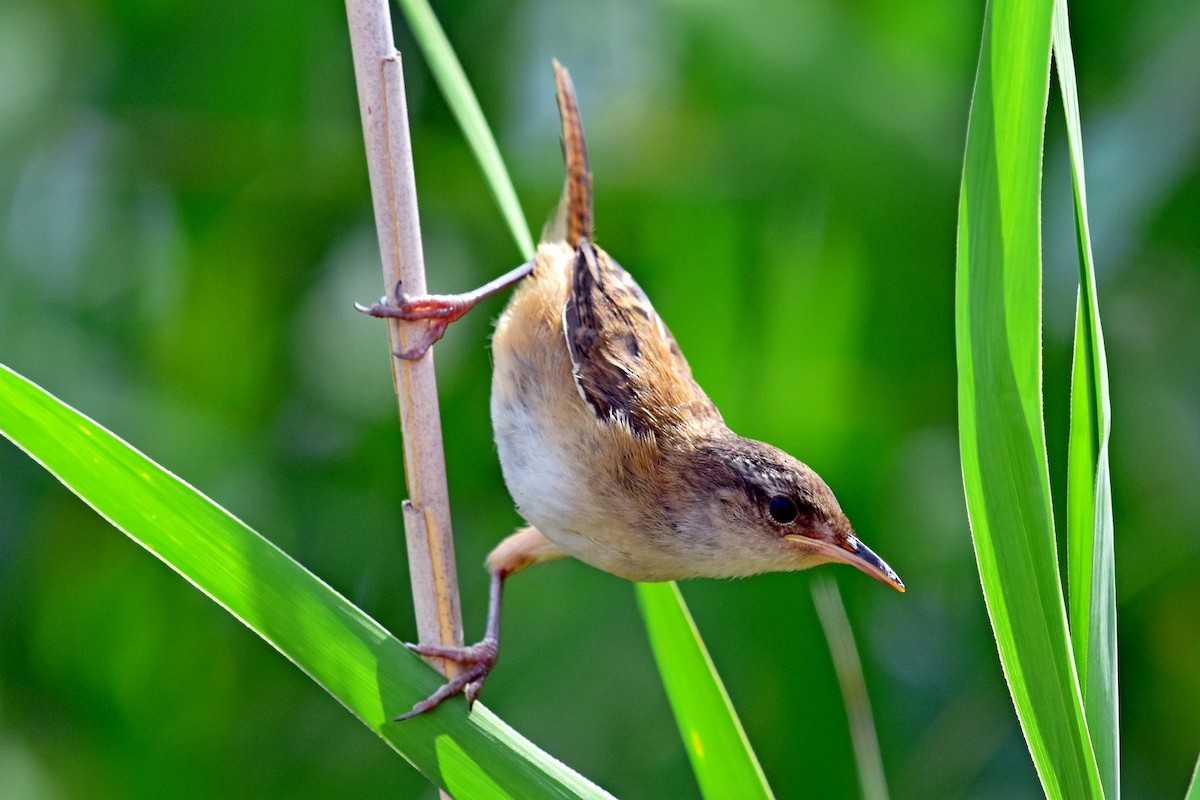 Marsh Wren - Joel Trick