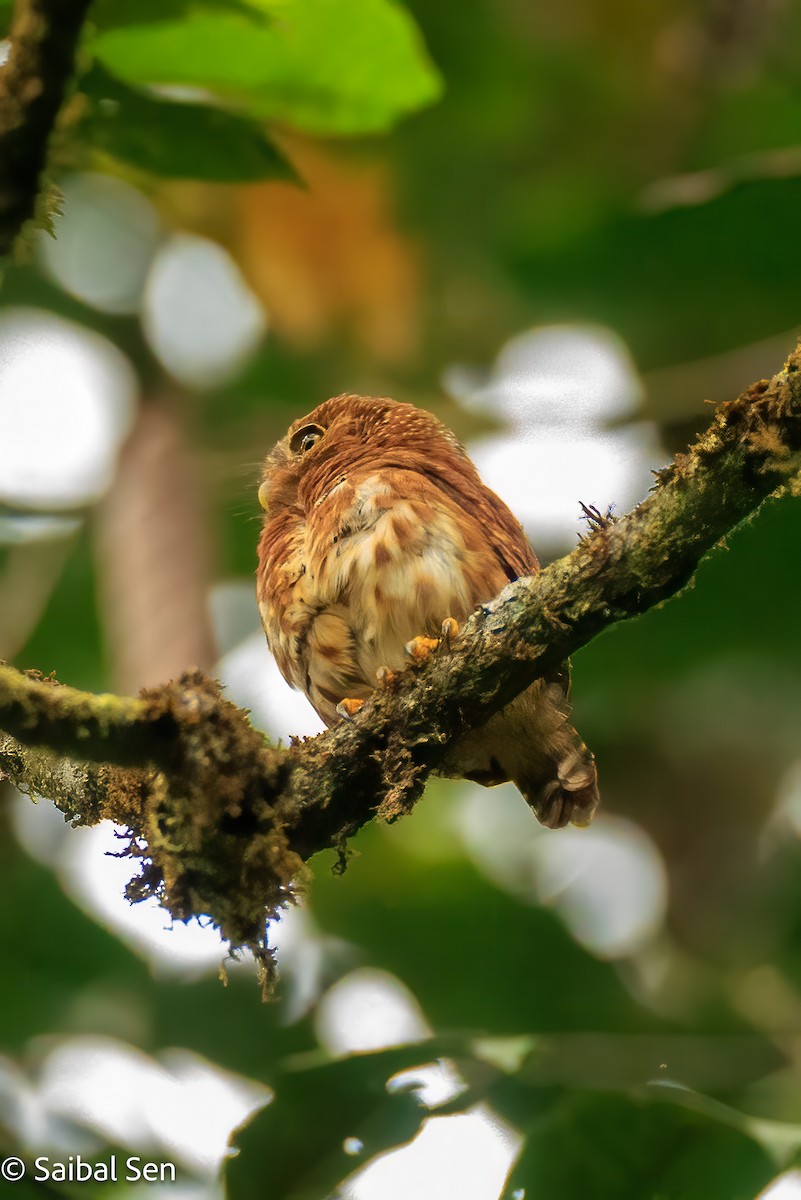 Cloud-forest Pygmy-Owl - ML640926617