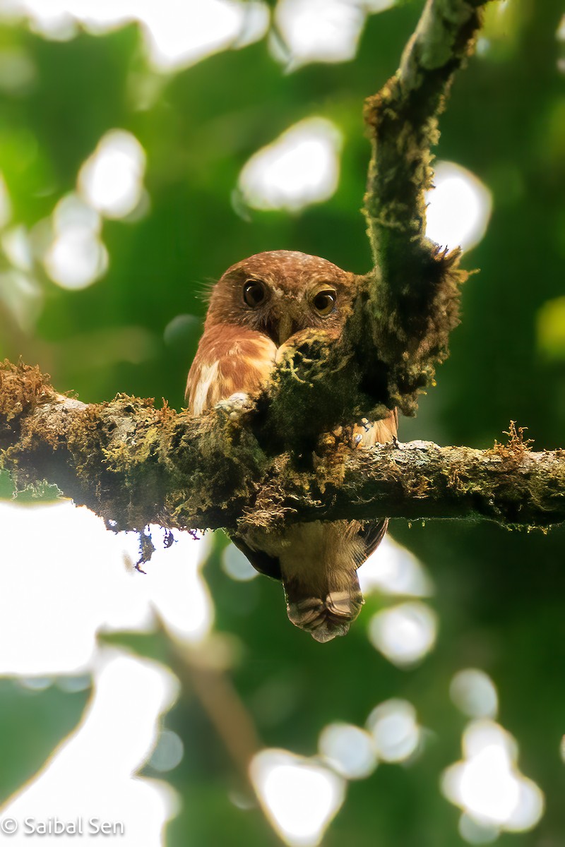 Cloud-forest Pygmy-Owl - ML640926618