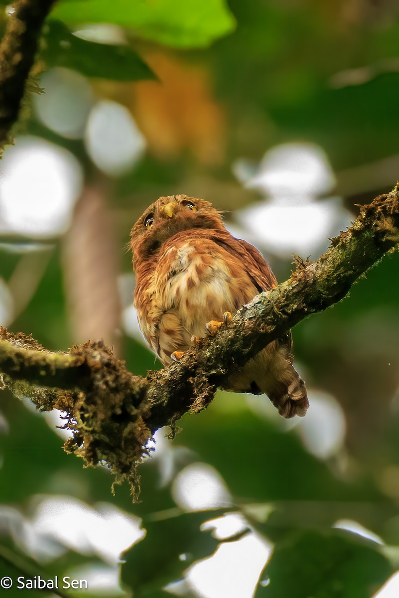 Cloud-forest Pygmy-Owl - ML640926619
