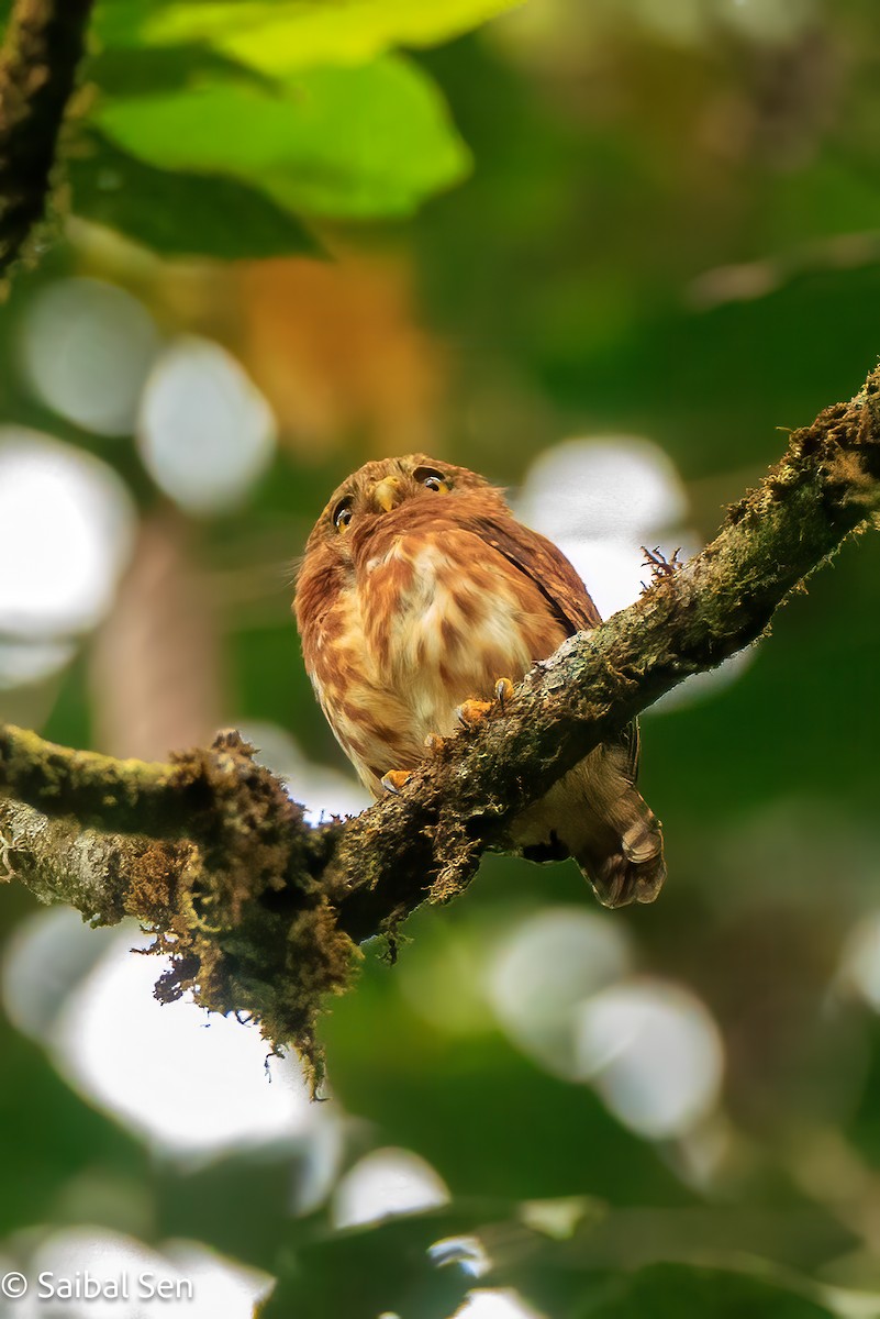 Cloud-forest Pygmy-Owl - ML640926620