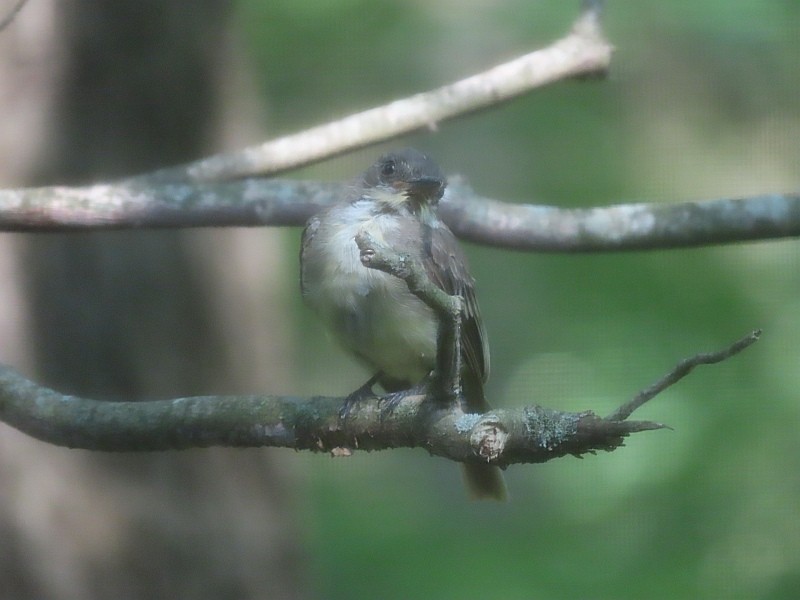 Eastern Phoebe - ML640926634