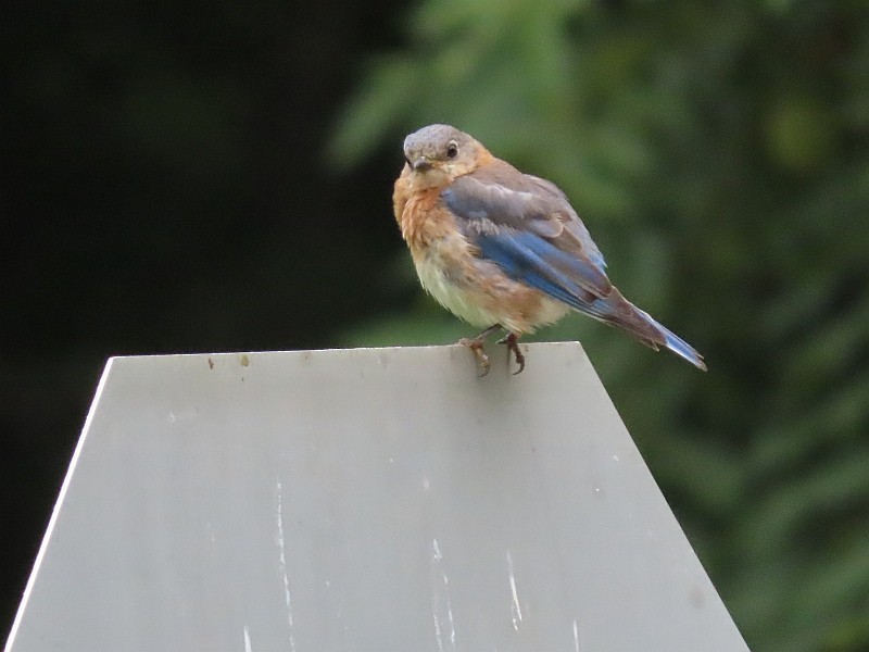 Eastern Bluebird - ML640926643