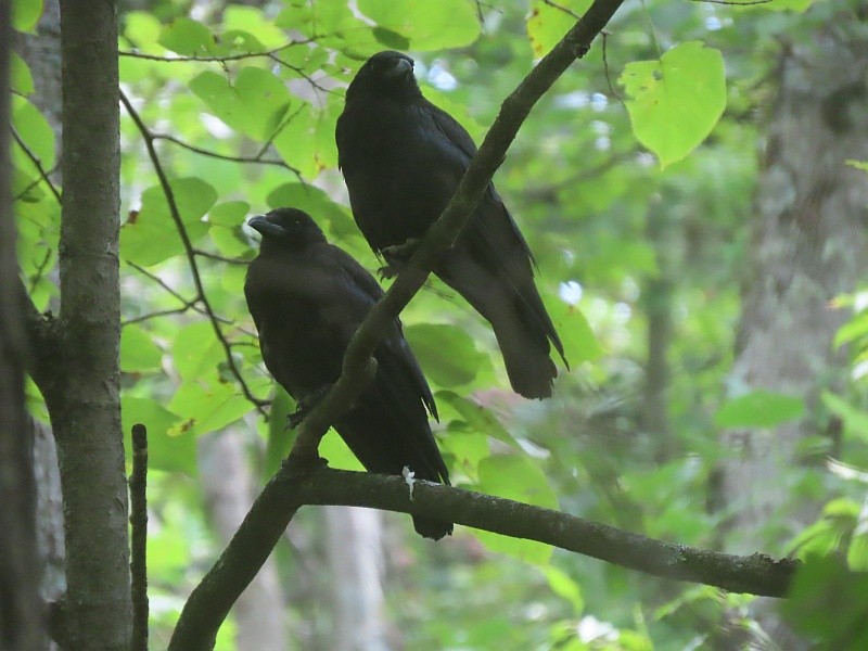 American Crow - ML640926661