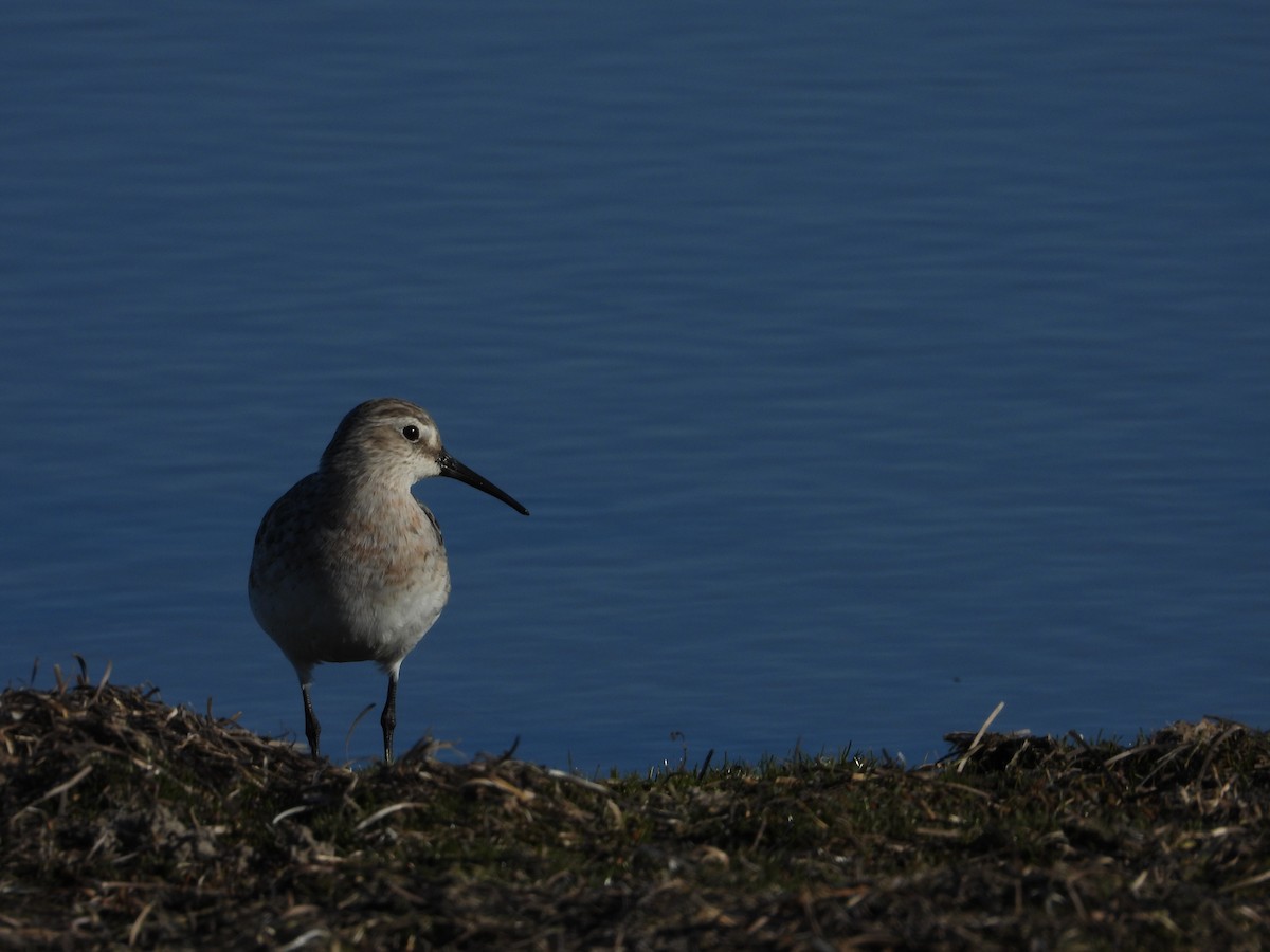 Хадуур элсэг - ML640926663