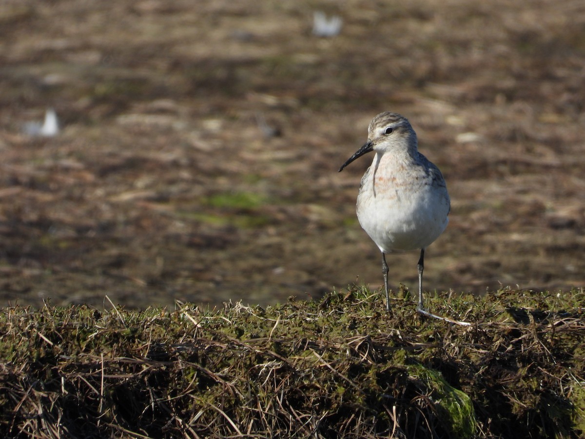 Хадуур элсэг - ML640926664