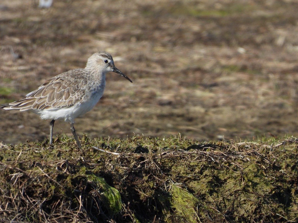 Хадуур элсэг - ML640926665