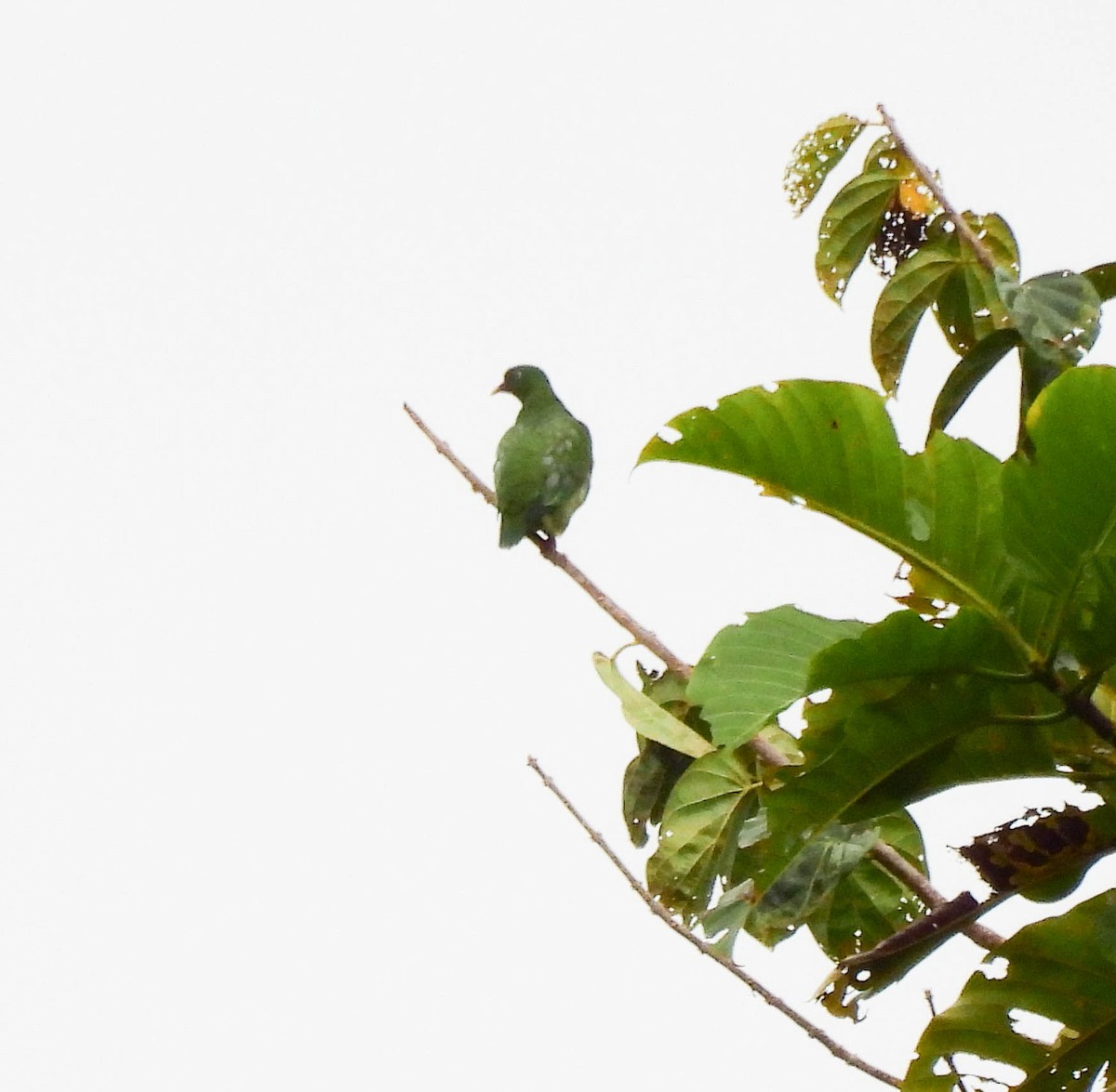 Pink-spotted Fruit-Dove - ML640926672
