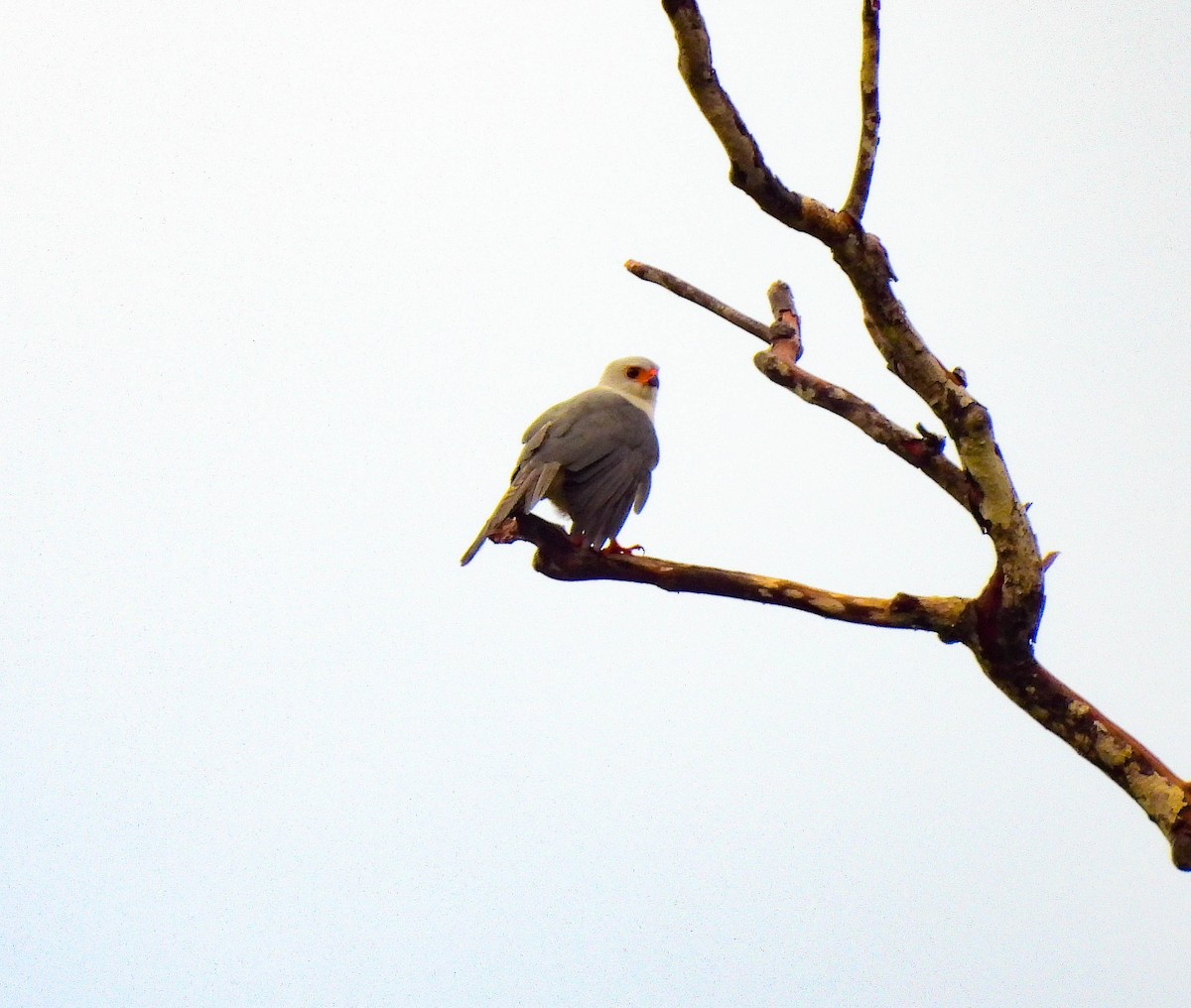 Gray-headed Goshawk - ML640926688
