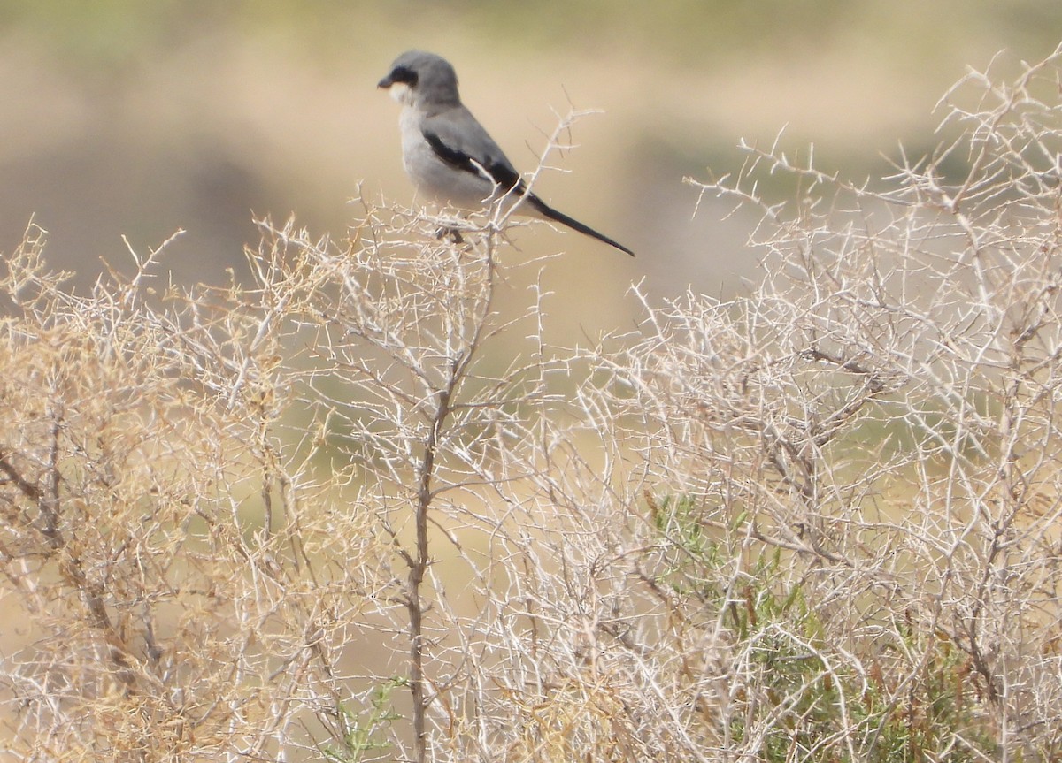 Loggerhead Shrike - ML640926690