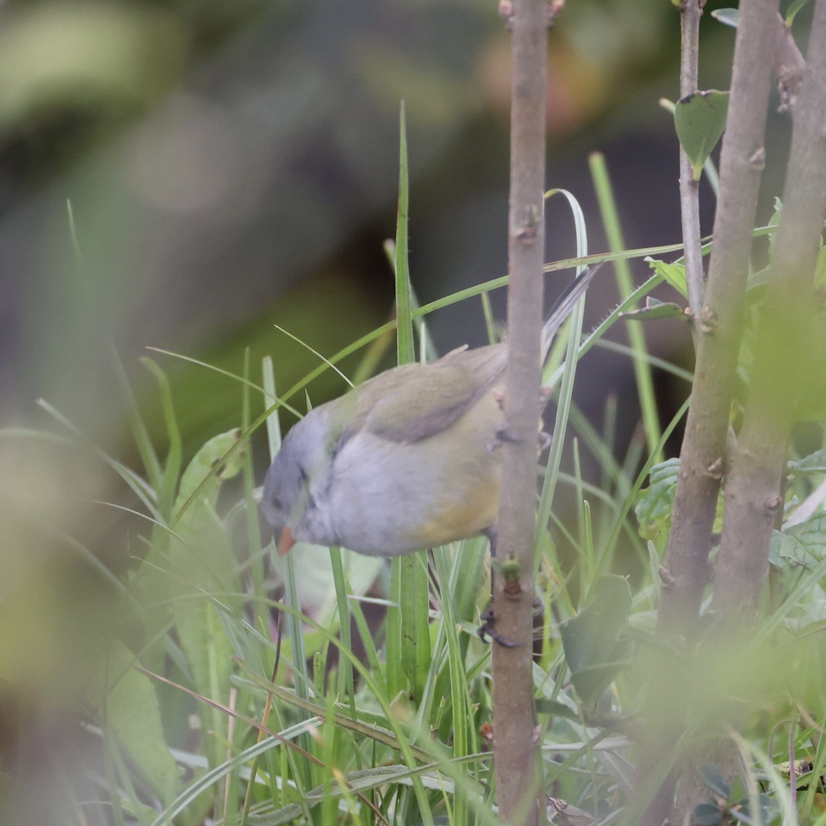 Yellow-bellied Waxbill - ML640926714