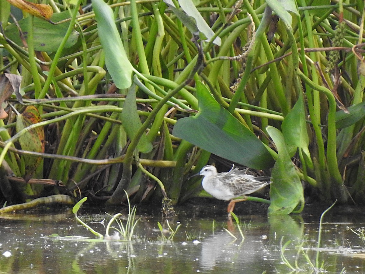 Wilson's Phalarope - ML640926723