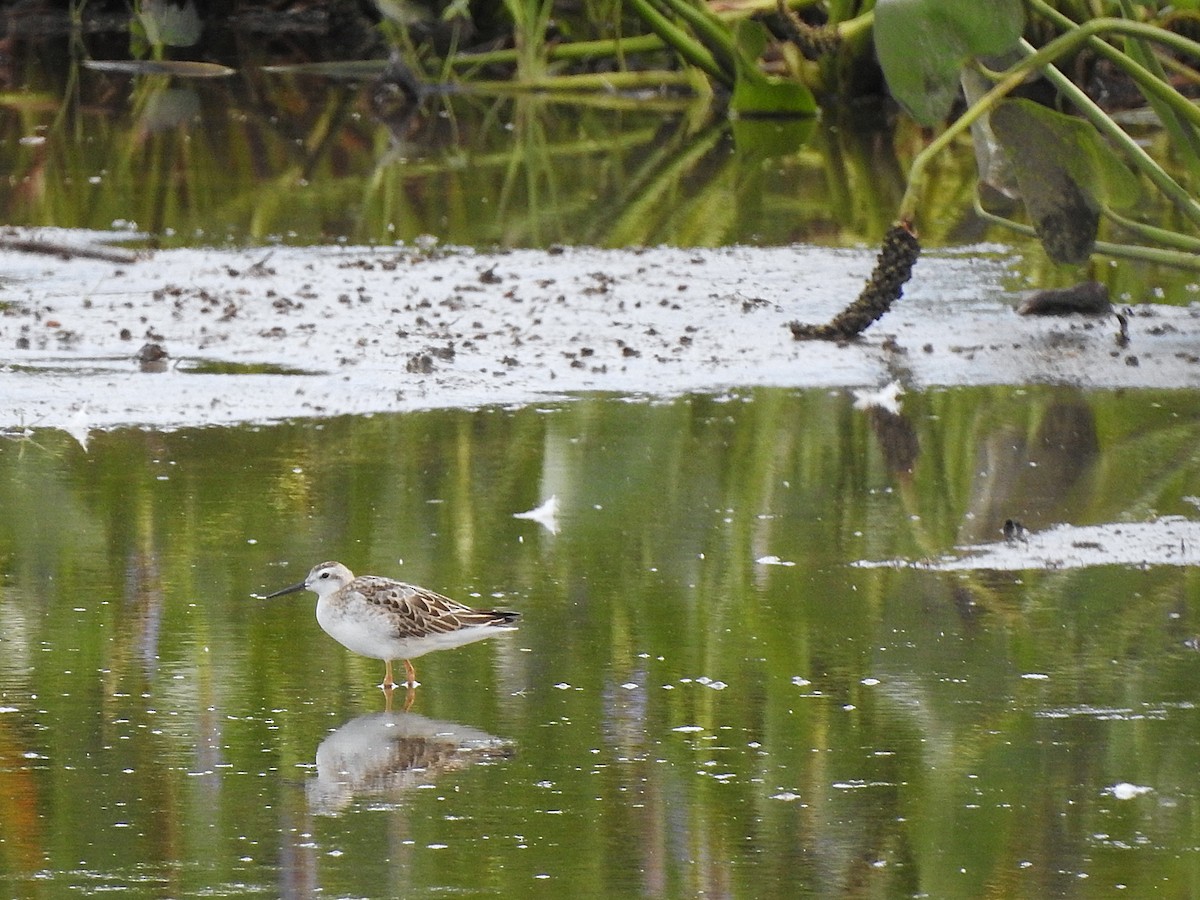 Wilson's Phalarope - ML640926724