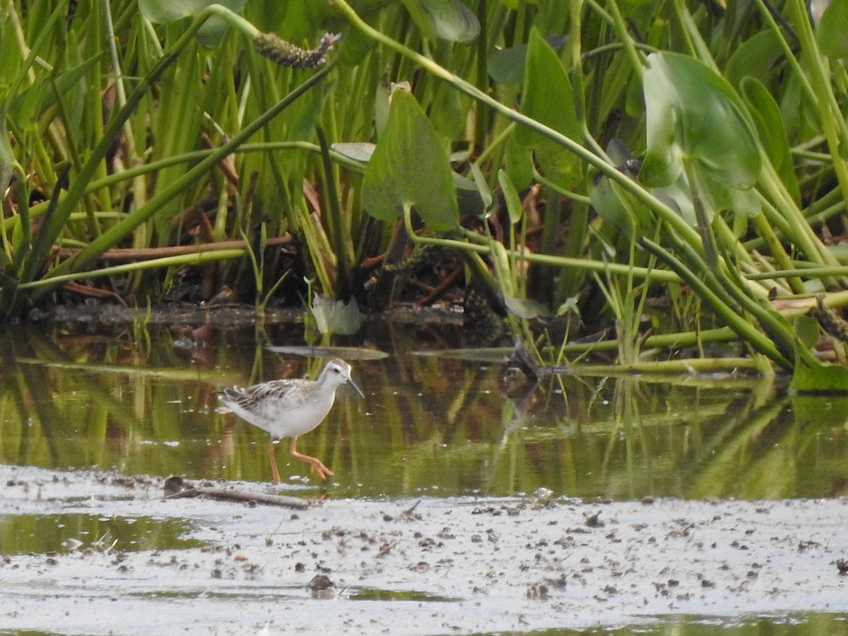 Wilson's Phalarope - ML640926725