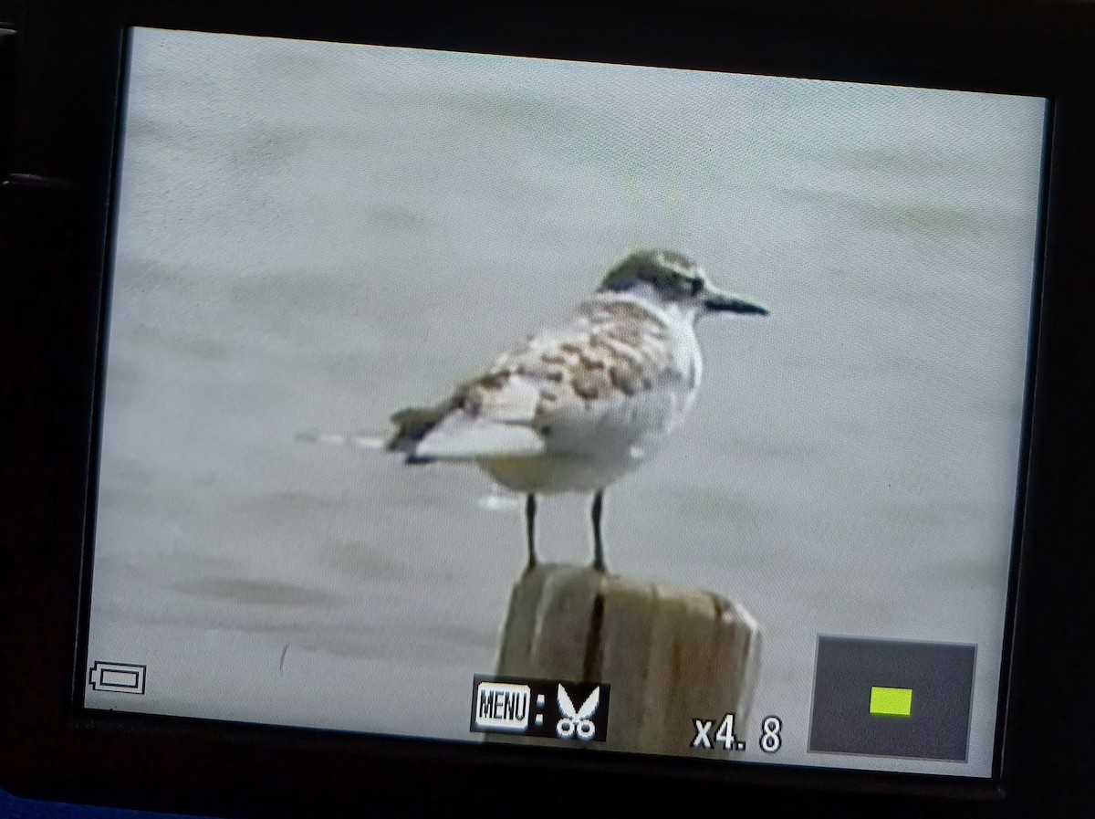 Whiskered Tern - ML640926735