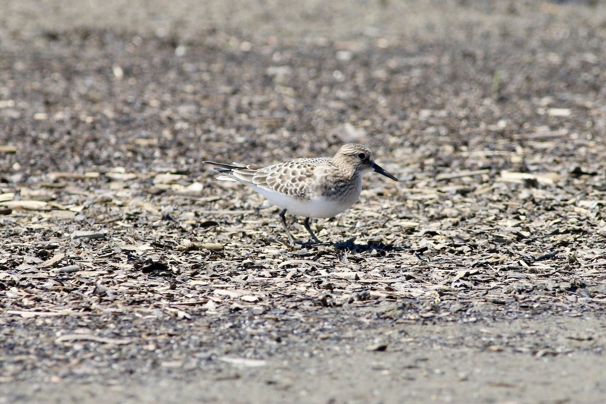 Baird's Sandpiper - ML640926849