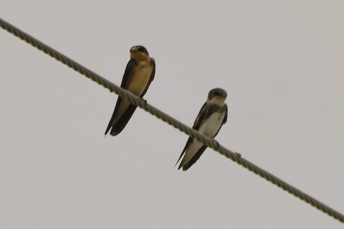 Bank Swallow - ML640926931
