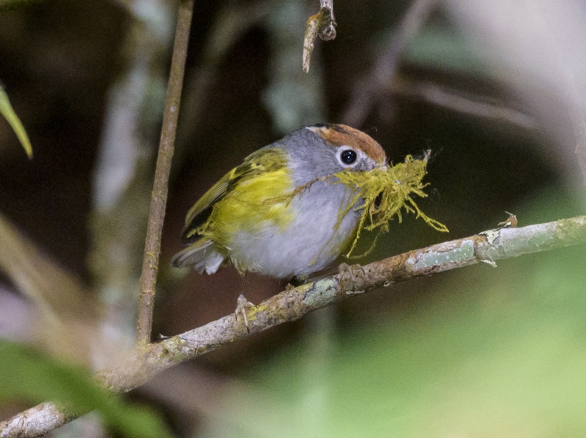 Chestnut-crowned Warbler - ML640926932
