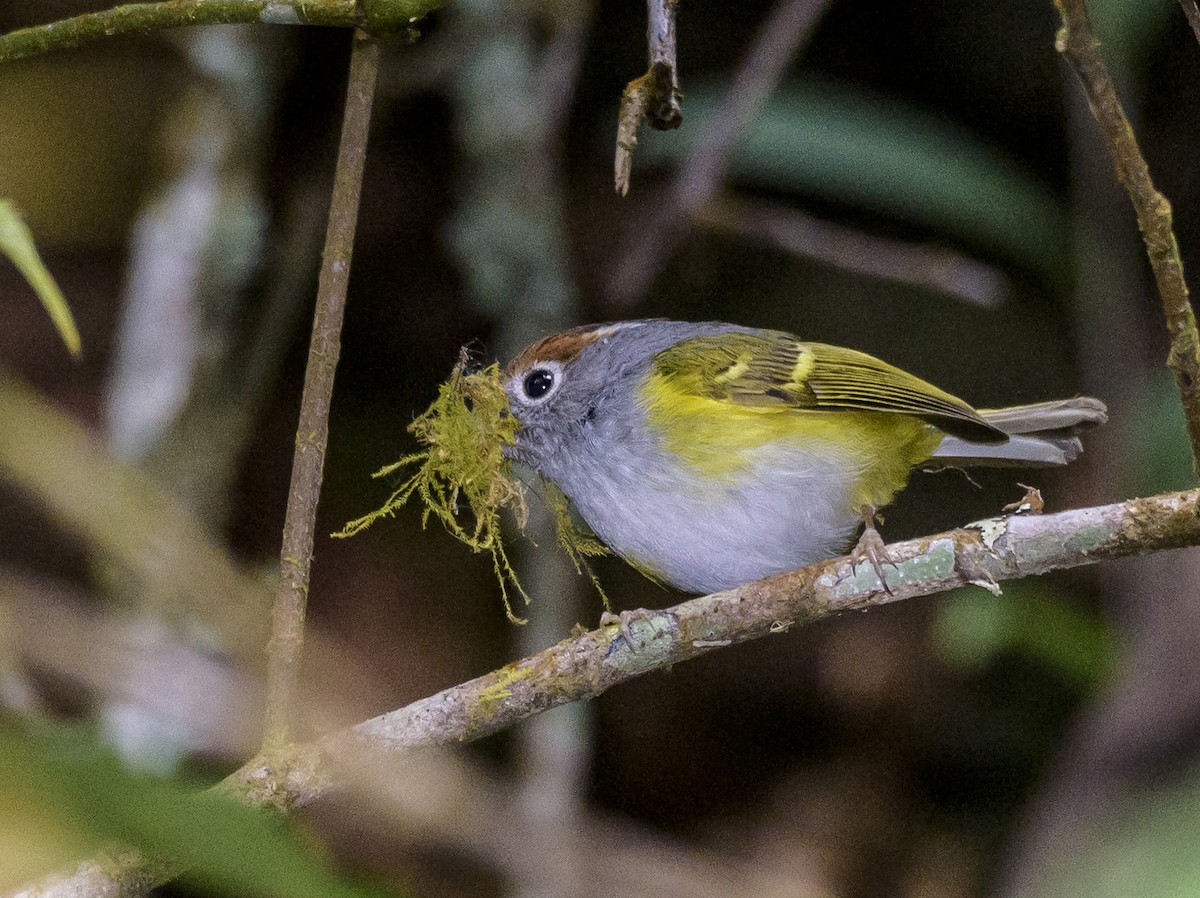 Chestnut-crowned Warbler - ML640926933
