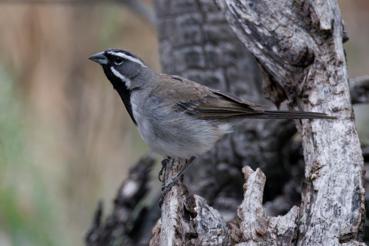 Black-throated Sparrow - ML640927013