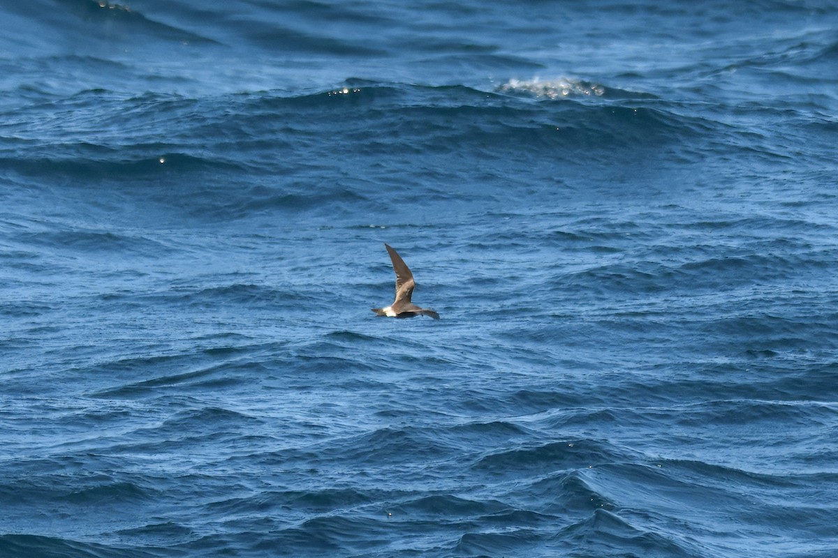 Leach's Storm-Petrel - ML640927049